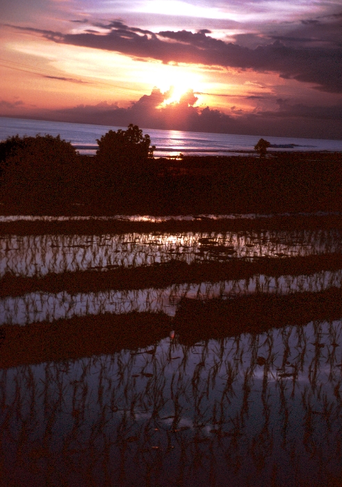 Bali Sunset Rice Field Ocean 1